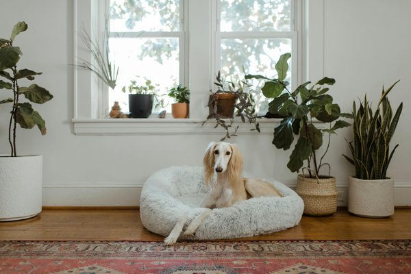 Cool dog owner gifts (that they’ll actually use)