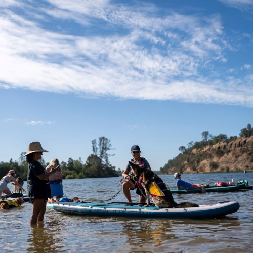 Paddlers and their dogs in life jackets gathering in the shallows at lake natoma before the dog paddle, with a shepherd sitting on the nose of an inflatable board