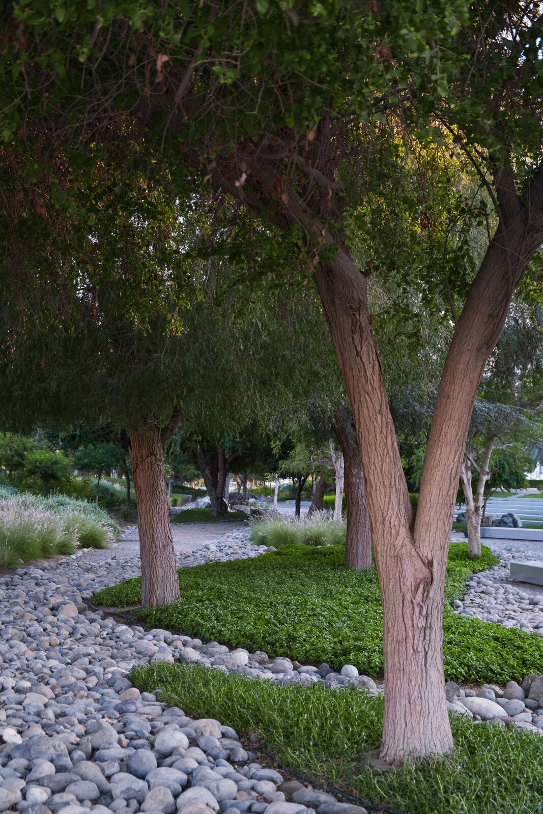 Curving beds of river rock edged with low groundcover around tree trunks