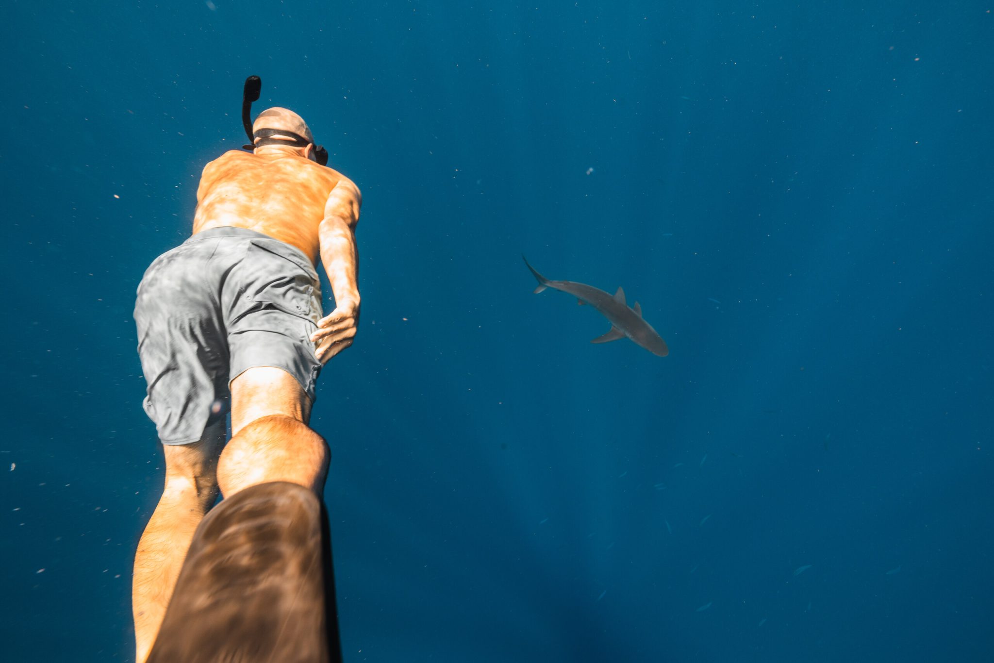 Homepage 9 drink more cocktails A snorkeler at the surface with a galapagos shark passing below in open water off oahu's north shore